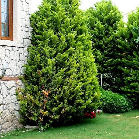 酒店 Bizim Ev (adults Only) 阿拉恰特